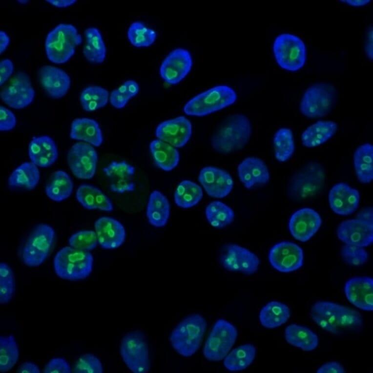 Immunofluorescence - Anti-Nucleolin Antibody [364-5] (A249485) - Antibodies.com