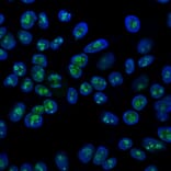 Immunofluorescence - Anti-Nucleolin Antibody [364-5] (A249485) - Antibodies.com