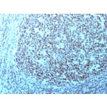 Immunohistochemistry - Anti-Nucleolin Antibody [364-5 + NCL/902] (A249486) - Antibodies.com