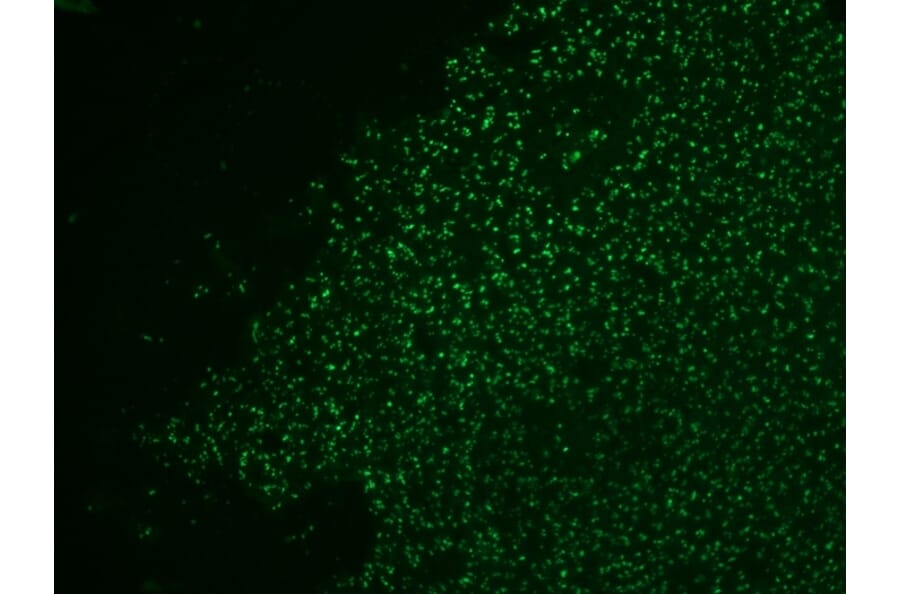 Immunohistochemistry - Anti-Nucleolin Antibody [364-5 + NCL/902] (A249486) - Antibodies.com