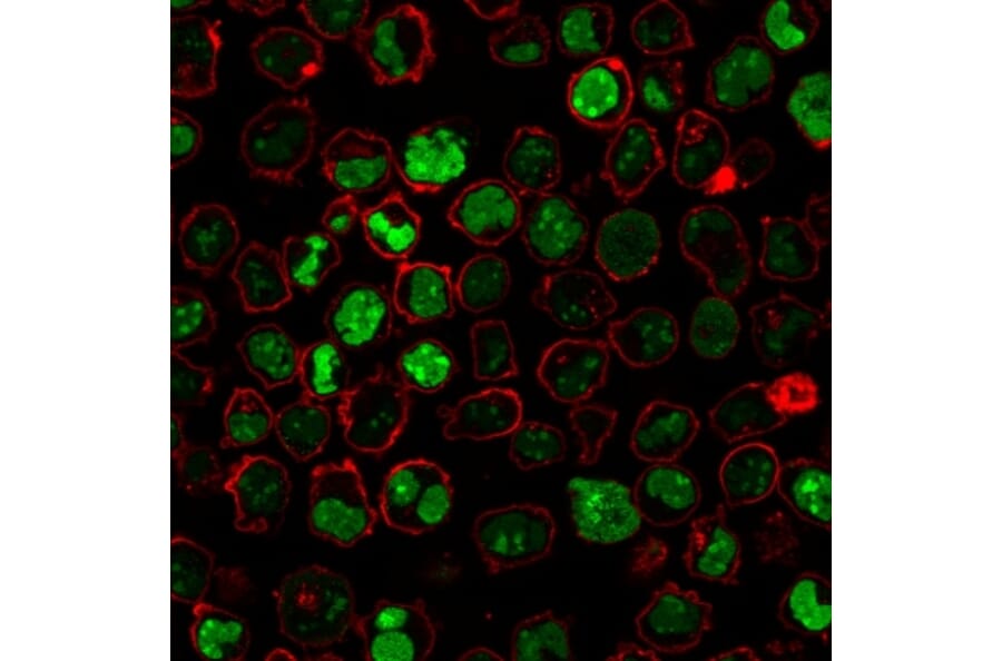 Immunofluorescence - Anti-Nucleolin Antibody [364-5 + NCL/902] (A249486) - Antibodies.com