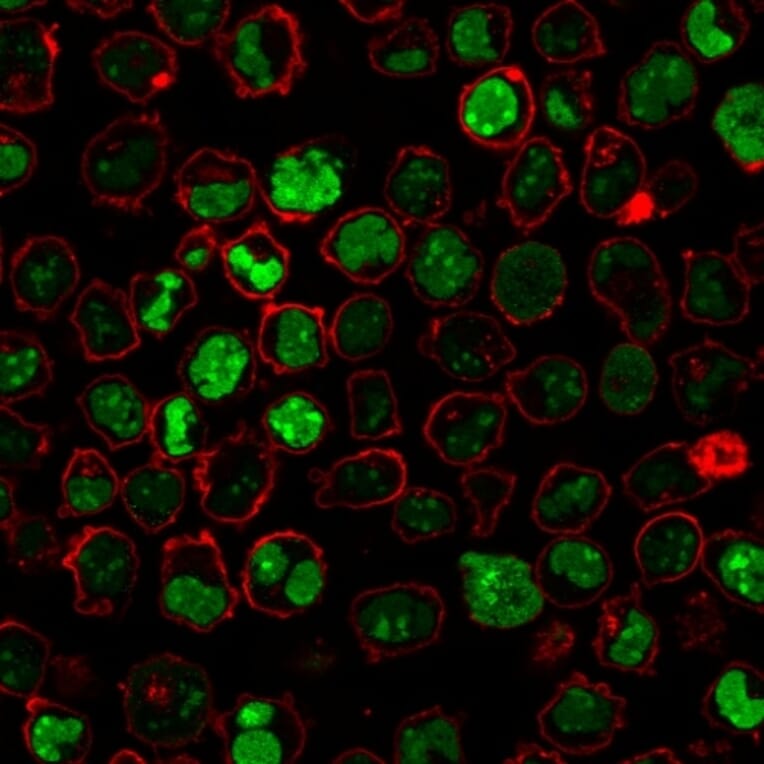 Immunofluorescence - Anti-Nucleolin Antibody [364-5 + NCL/902] (A249486) - Antibodies.com