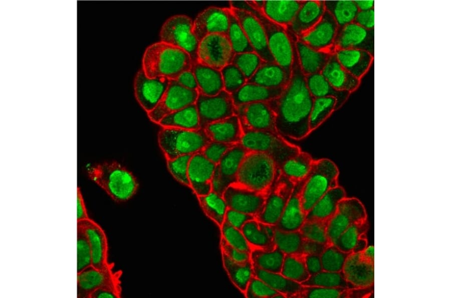 Immunofluorescence - Anti-Nucleolin Antibody [364-5 + NCL/902] (A249486) - Antibodies.com