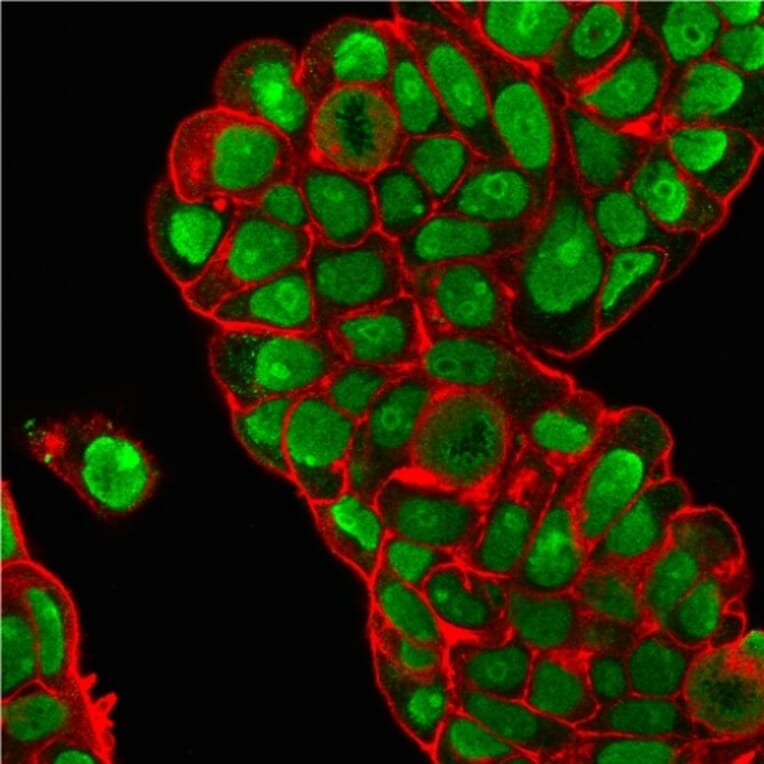 Immunofluorescence - Anti-Nucleolin Antibody [364-5 + NCL/902] (A249486) - Antibodies.com