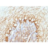 Immunohistochemistry - Anti-Neurofilament Heavy Polypeptide Antibody [NE14] (A249491) - Antibodies.com