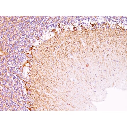 Immunohistochemistry - Anti-NF-L Antibody [NR-4] (A249494) - Antibodies.com