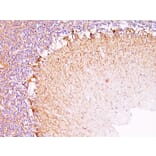 Immunohistochemistry - Anti-NF-L Antibody [NR-4] (A249494) - Antibodies.com