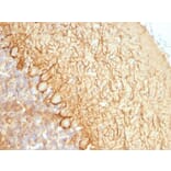 Immunohistochemistry - Anti-NF-L Antibody [NR-4] (A249494) - Antibodies.com