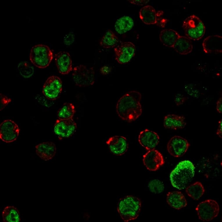 Immunofluorescence - Anti-NF-L Antibody [NR-4] (A249494) - Antibodies.com