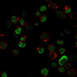 Immunofluorescence - Anti-NF-L Antibody [NR-4] (A249494) - Antibodies.com