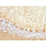 Immunohistochemistry - Anti-NF-L Antibody [NFL/736] (A249496) - Antibodies.com