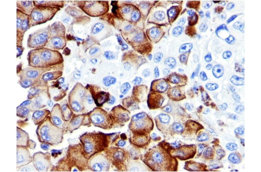 Immunohistochemistry - Anti-p75 NGF Receptor Antibody [NGFR5] (A249499) - Antibodies.com