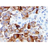 Immunohistochemistry - Anti-p75 NGF Receptor Antibody [NGFR5] (A249499) - Antibodies.com