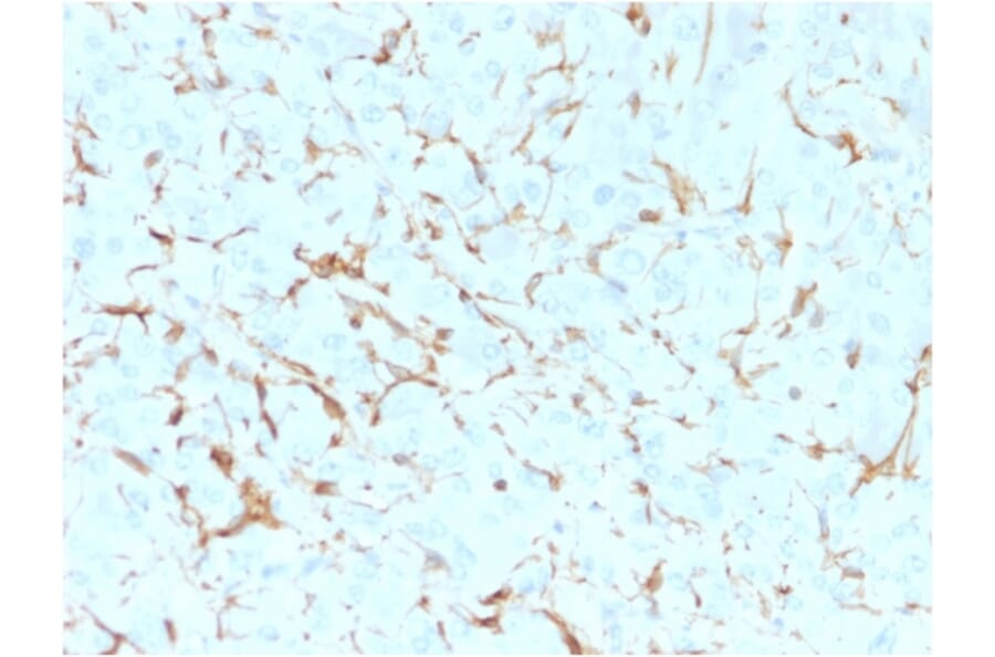 Immunohistochemistry - Anti-p75 NGF Receptor Antibody [NGFR5] (A249498) - Antibodies.com