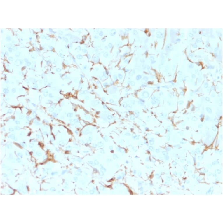 Immunohistochemistry - Anti-p75 NGF Receptor Antibody [NGFR5] (A249498) - Antibodies.com
