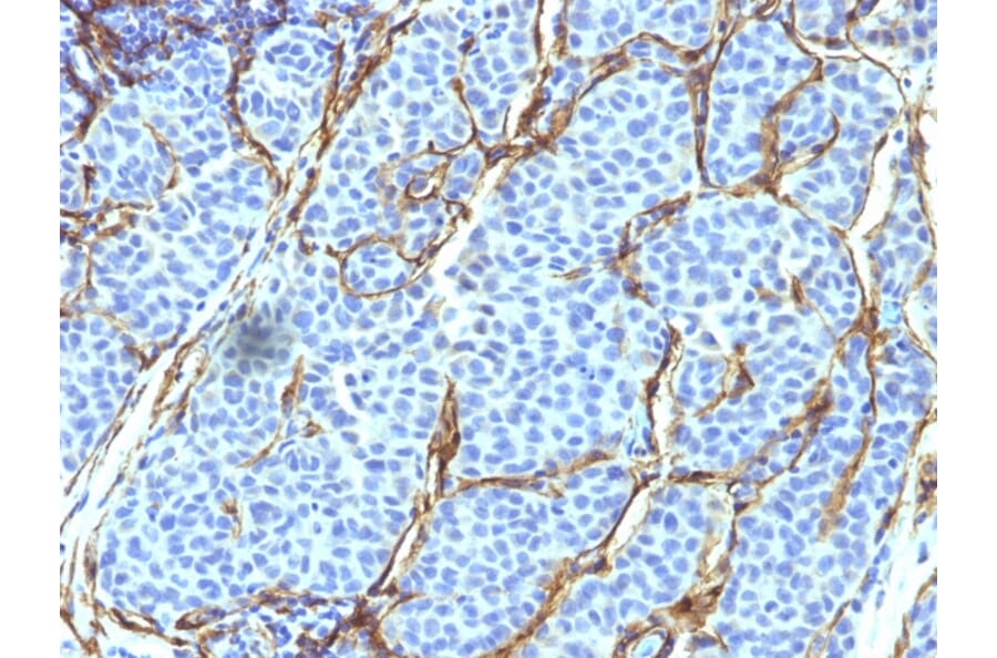 Immunohistochemistry - Anti-p75 NGF Receptor Antibody [SPM299] (A249499) - Antibodies.com