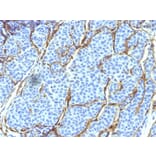Immunohistochemistry - Anti-p75 NGF Receptor Antibody [SPM299] (A249499) - Antibodies.com