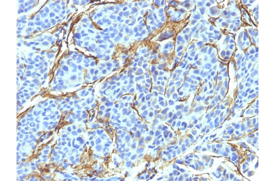 Immunohistochemistry - Anti-p75 NGF Receptor Antibody [NTR/912] (A249501) - Antibodies.com