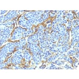 Immunohistochemistry - Anti-p75 NGF Receptor Antibody [NTR/912] (A249501) - Antibodies.com