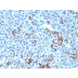 Immunohistochemistry - Anti-p75 NGF Receptor Antibody [NGFR5 + NTR/912] (A249502) - Antibodies.com