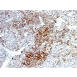 Immunohistochemistry - Anti-p75 NGF Receptor Antibody [NGFR5 + NTR/912] (A249501) - Antibodies.com