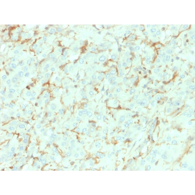 Immunohistochemistry - Anti-p75 NGF Receptor Antibody [NGFR/1964] (A249503) - Antibodies.com