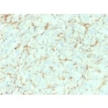 Immunohistochemistry - Anti-p75 NGF Receptor Antibody [NGFR/1964] (A249503) - Antibodies.com