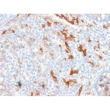 Immunohistochemistry - Anti-p75 NGF Receptor Antibody [NGFR/1997R] (A249504) - Antibodies.com