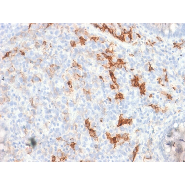 Immunohistochemistry - Anti-p75 NGF Receptor Antibody [NGFR/1997R] (A249504) - Antibodies.com
