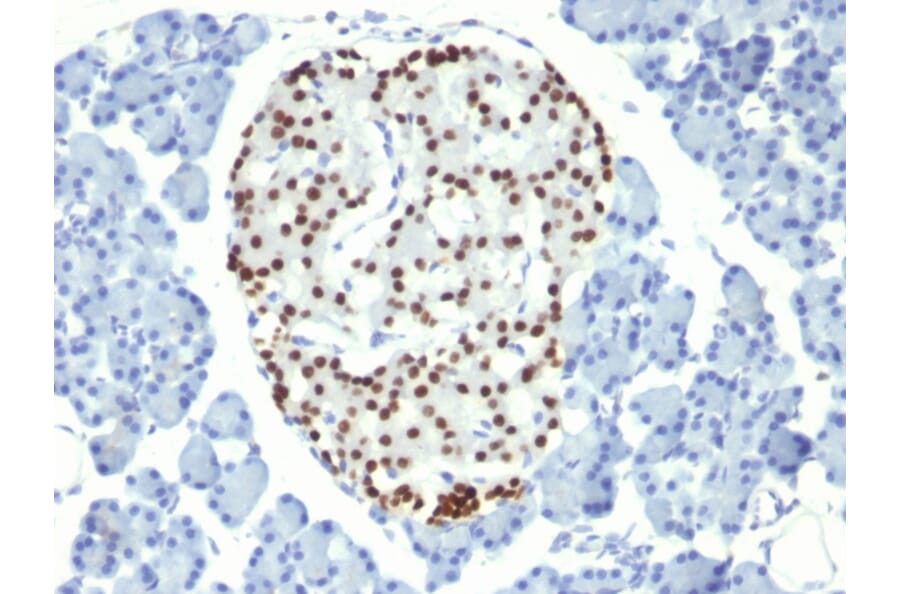 Immunohistochemistry - Anti-NKX2.2 Antibody [NX2/294] (A249506) - Antibodies.com