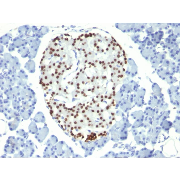 Immunohistochemistry - Anti-NKX2.2 Antibody [NX2/294] (A249506) - Antibodies.com