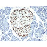 Immunohistochemistry - Anti-NKX2.2 Antibody [NX2/294] (A249506) - Antibodies.com