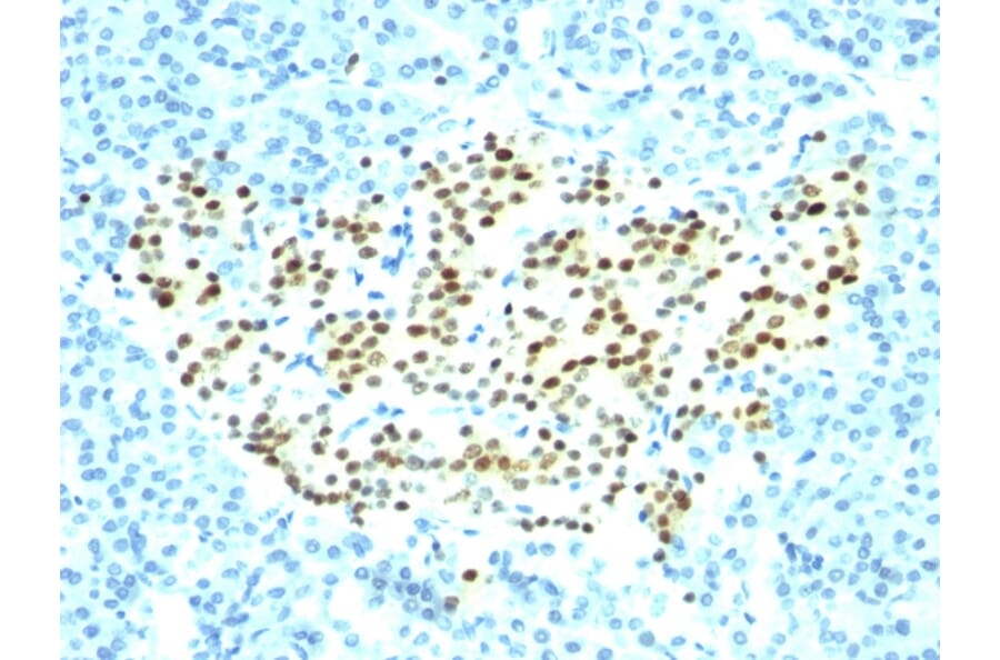 Immunohistochemistry - Anti-NKX2.2 Antibody [SPM564] (A249507) - Antibodies.com