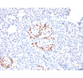 Immunohistochemistry - Anti-NKX6.1 Antibody [NKX61/2561] (A249522) - Antibodies.com