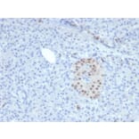 Immunohistochemistry - Anti-NKX6.1 Antibody [NKX61/2561] (A249522) - Antibodies.com