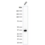 Western Blot - Anti-Nucleophosmin Antibody [NPM1/1902] (A249525) - Antibodies.com