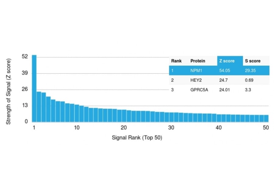 Protein Array - Anti-Nucleophosmin Antibody [NPM1/1902] (A249524) - Antibodies.com