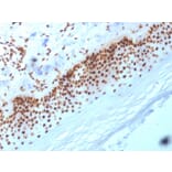 Immunohistochemistry - Anti-Nucleophosmin Antibody [NA24] (A249525) - Antibodies.com