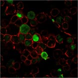Immunofluorescence - Anti-Nucleophosmin Antibody [NPM1/3285] (A249527) - Antibodies.com