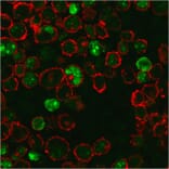 Immunofluorescence - Anti-Nucleophosmin Antibody [NPM1/3286] (A249528) - Antibodies.com