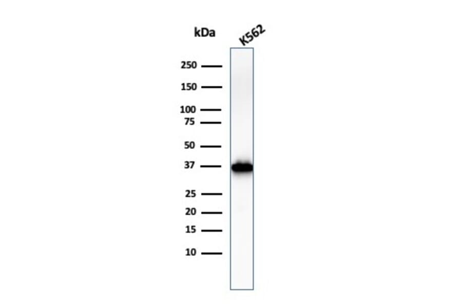 Western Blot - Anti-Nucleophosmin Antibody [NPM1/3286] (A249528) - Antibodies.com