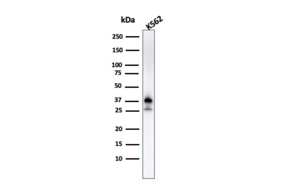 Western Blot - Anti-Nucleophosmin Antibody [NPM1/3287] (A249529) - Antibodies.com