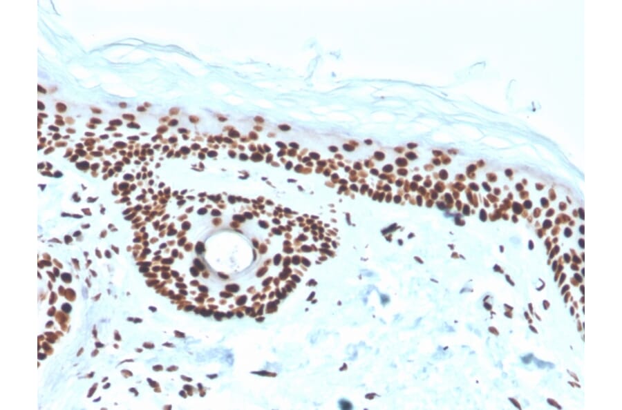 Immunohistochemistry - Anti-Nucleophosmin Antibody [rNPM1/1901] (A249531) - Antibodies.com