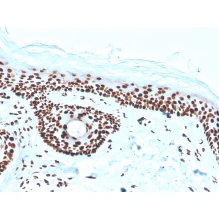 Immunohistochemistry - Anti-Nucleophosmin Antibody [rNPM1/1901] (A249531) - Antibodies.com