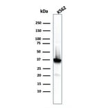 Western Blot - Anti-Nucleophosmin Antibody [rNPM1/1901] (A249531) - Antibodies.com