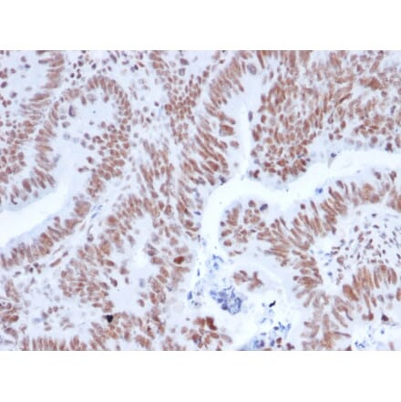 Immunohistochemistry - Anti-NRF1 Antibody [NRF1/2608] (A249532) - Antibodies.com