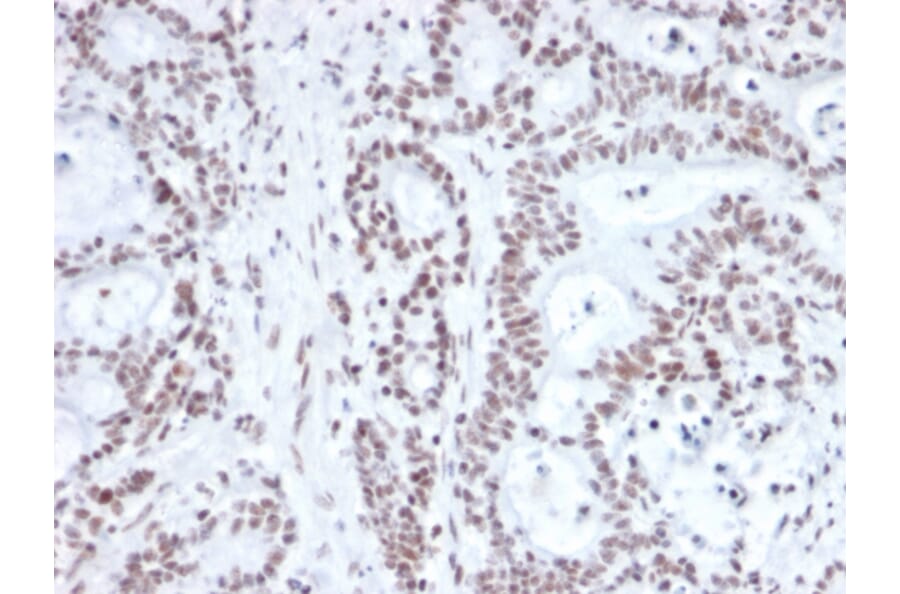Immunohistochemistry - Anti-NRF1 Antibody [NRF1/2609] (A249533) - Antibodies.com