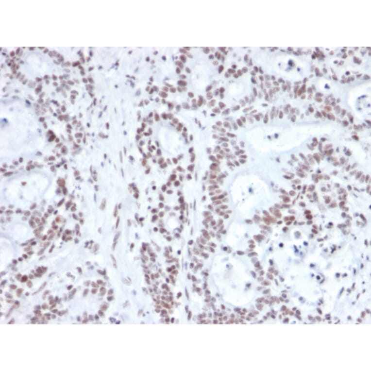 Immunohistochemistry - Anti-NRF1 Antibody [NRF1/2609] (A249533) - Antibodies.com