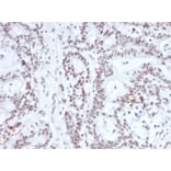 Immunohistochemistry - Anti-NRF1 Antibody [NRF1/2609] (A249533) - Antibodies.com