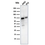 Western Blot - Anti-CD73 Antibody [NT5E/2503] (A249536) - Antibodies.com